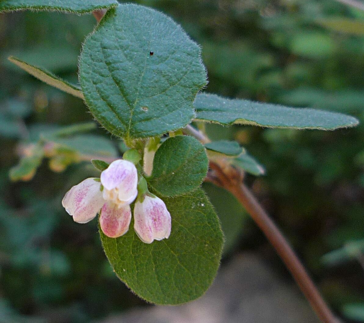 High Resolution Symphoricarpos mollis Flower